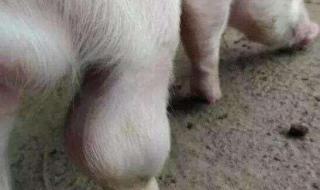 猪链球菌病治疗