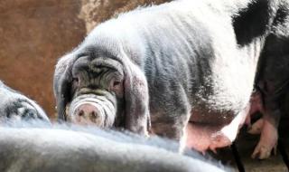 猪是哪个国家的国宝